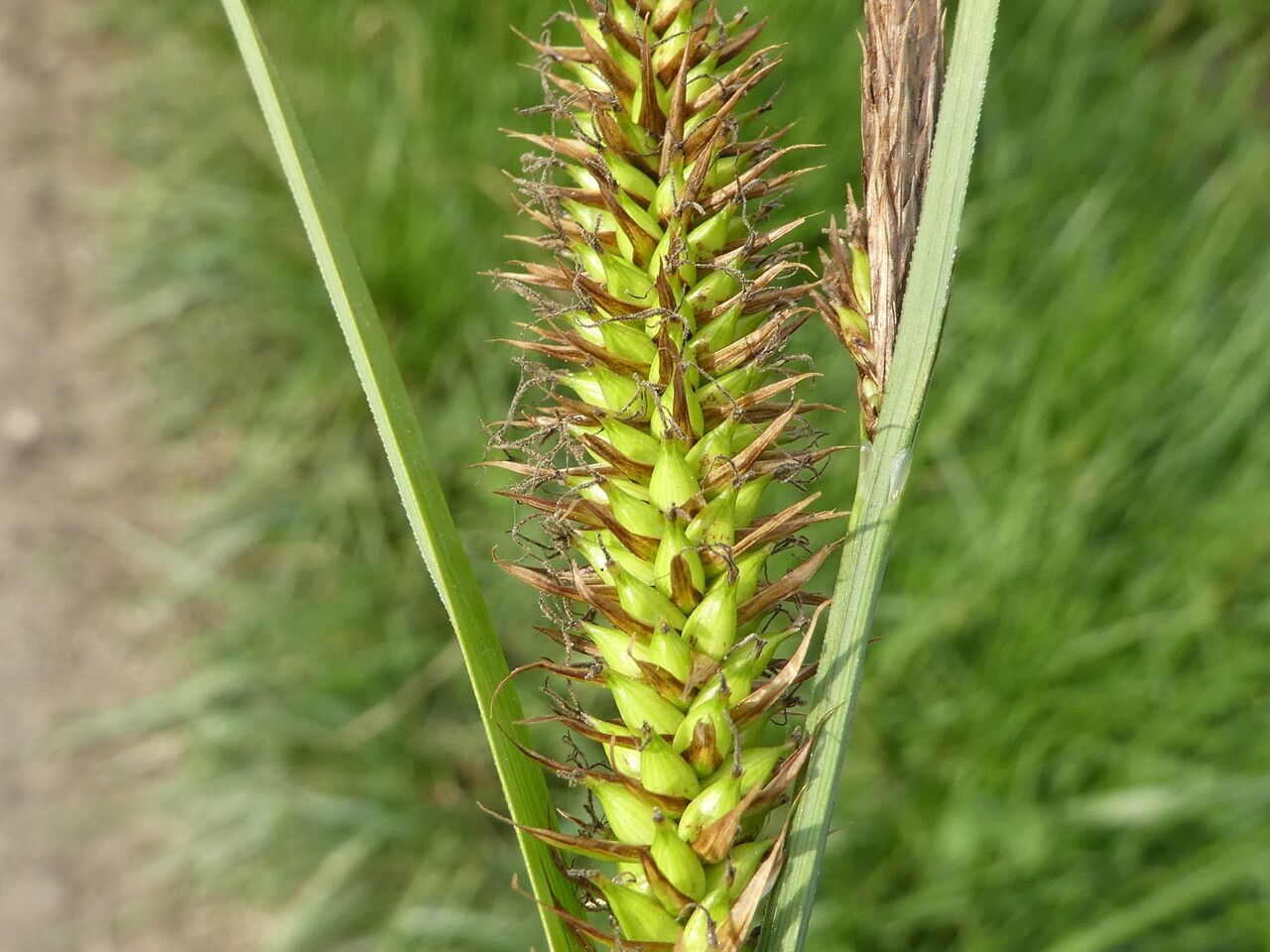 Carex riparia flower