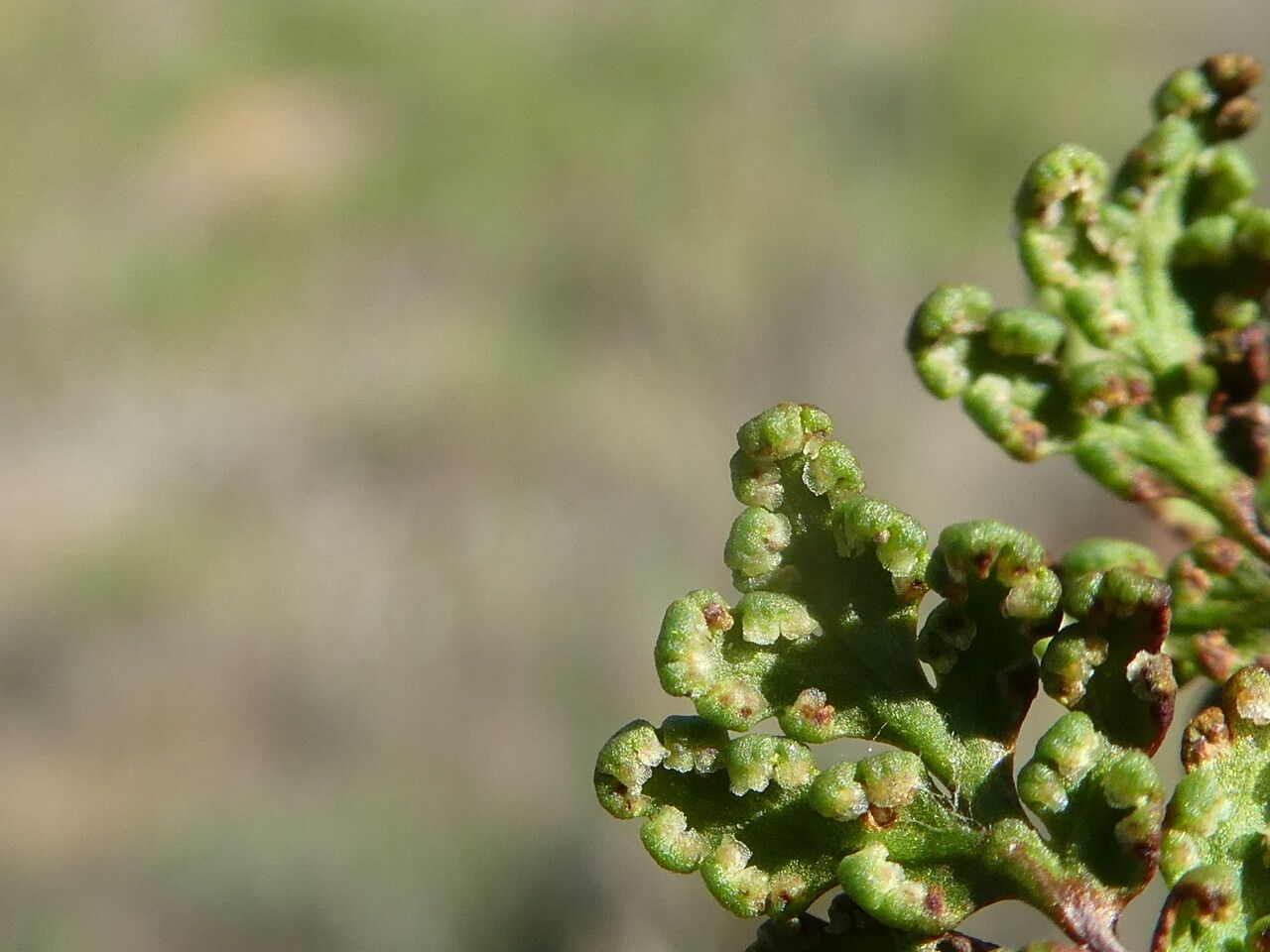 Hemionitis pteridioides fruit
