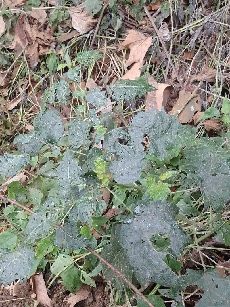 Solanum acerifolium — houseplant care guide