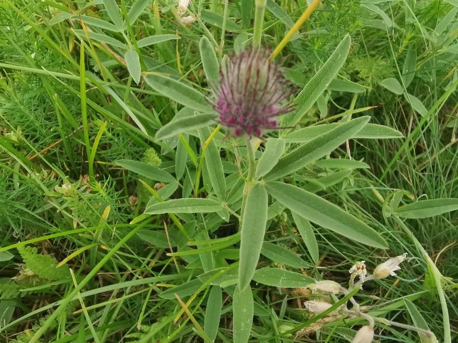 Trifolium alpestre leaf