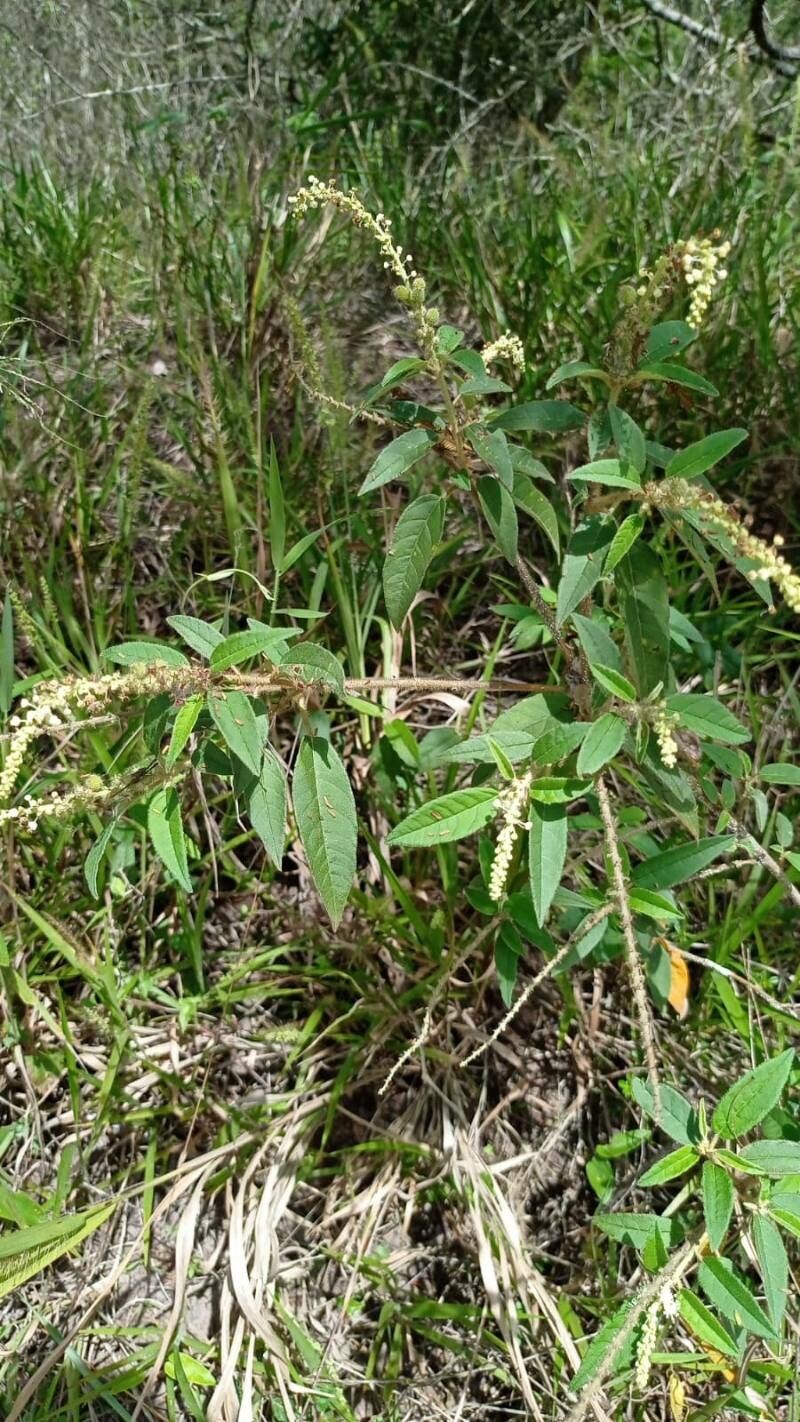 Croton heliotropiifolius — houseplant care guide