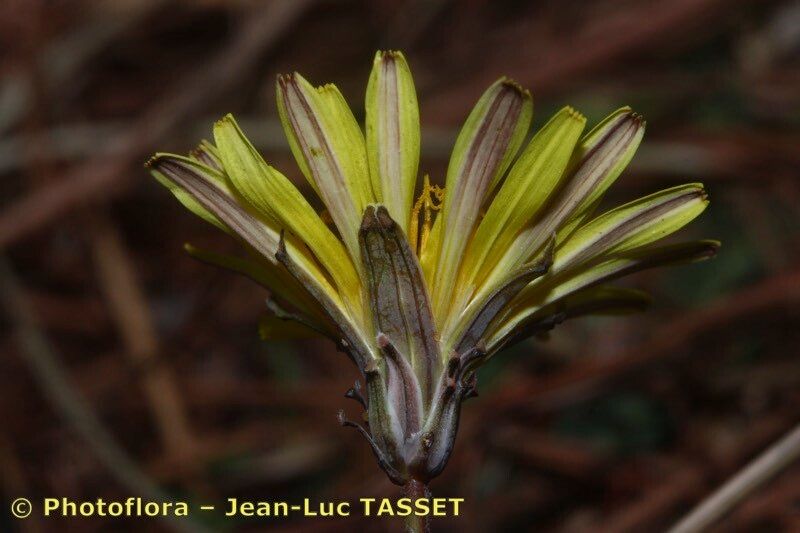 Taraxacum gaditanum — search result for 'Taraxacum'