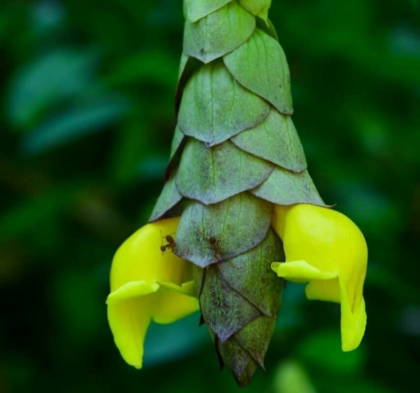 Gmelina philippensis flower