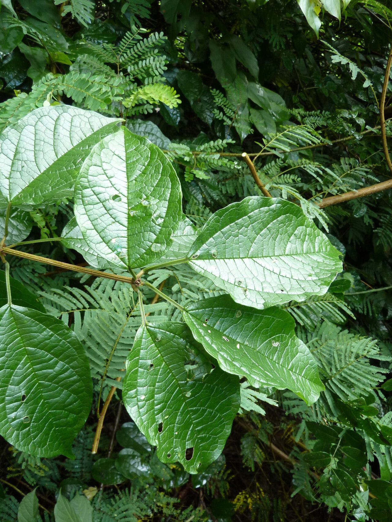 Clerodendrum formicarum leaf