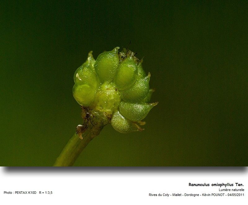 Ranunculus omiophyllus fruit