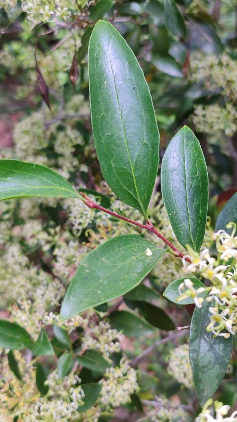 Stenocarpus salignus — houseplant care guide