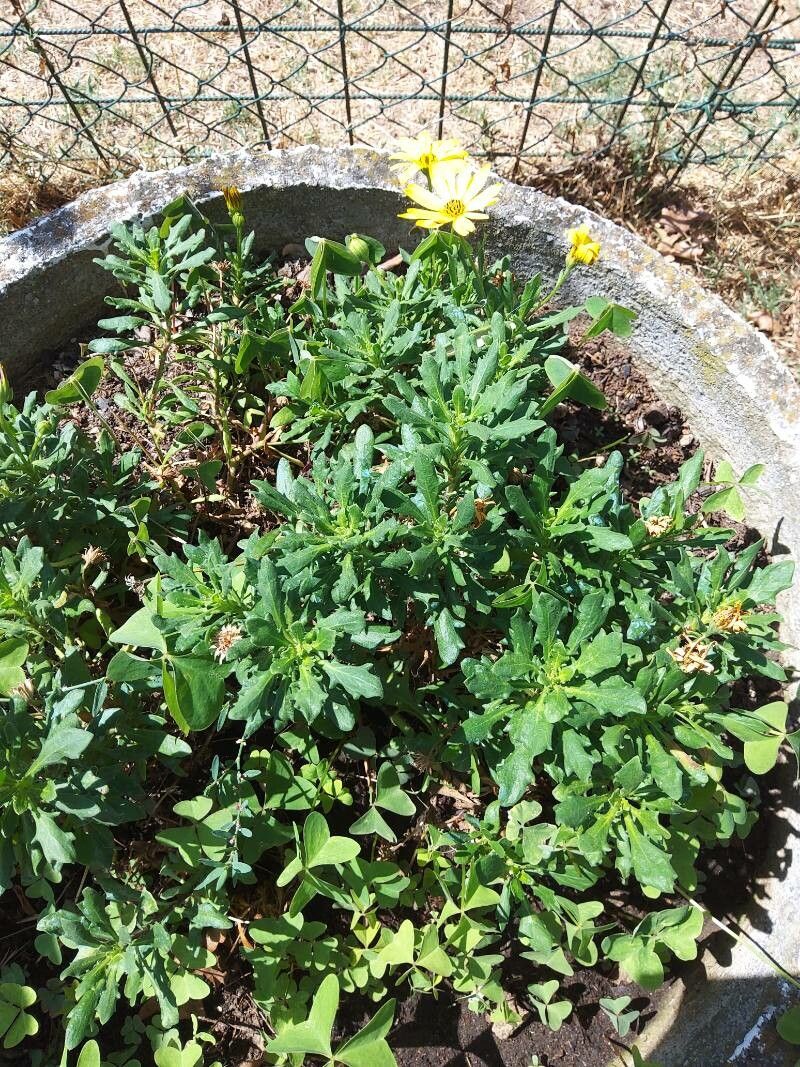 Argyranthemum maderense bark