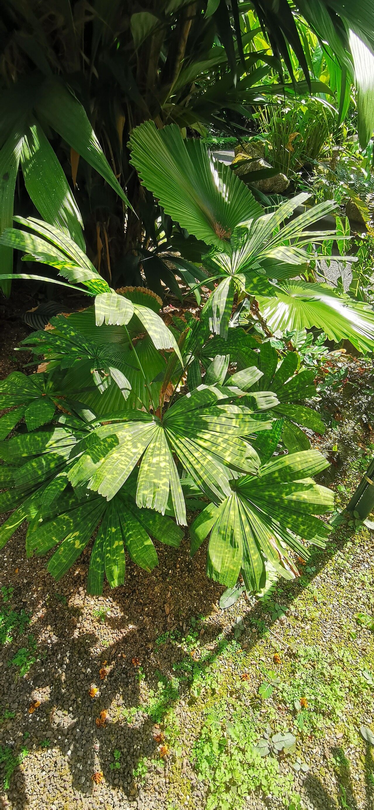 Licuala mattanensis habit