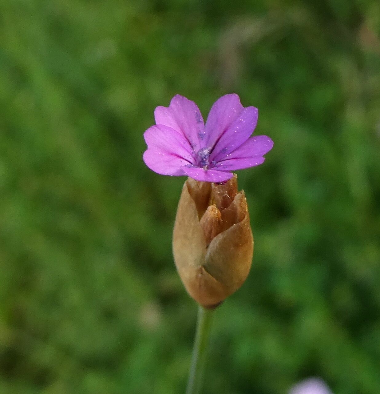 Petrorhagia prolifera flower