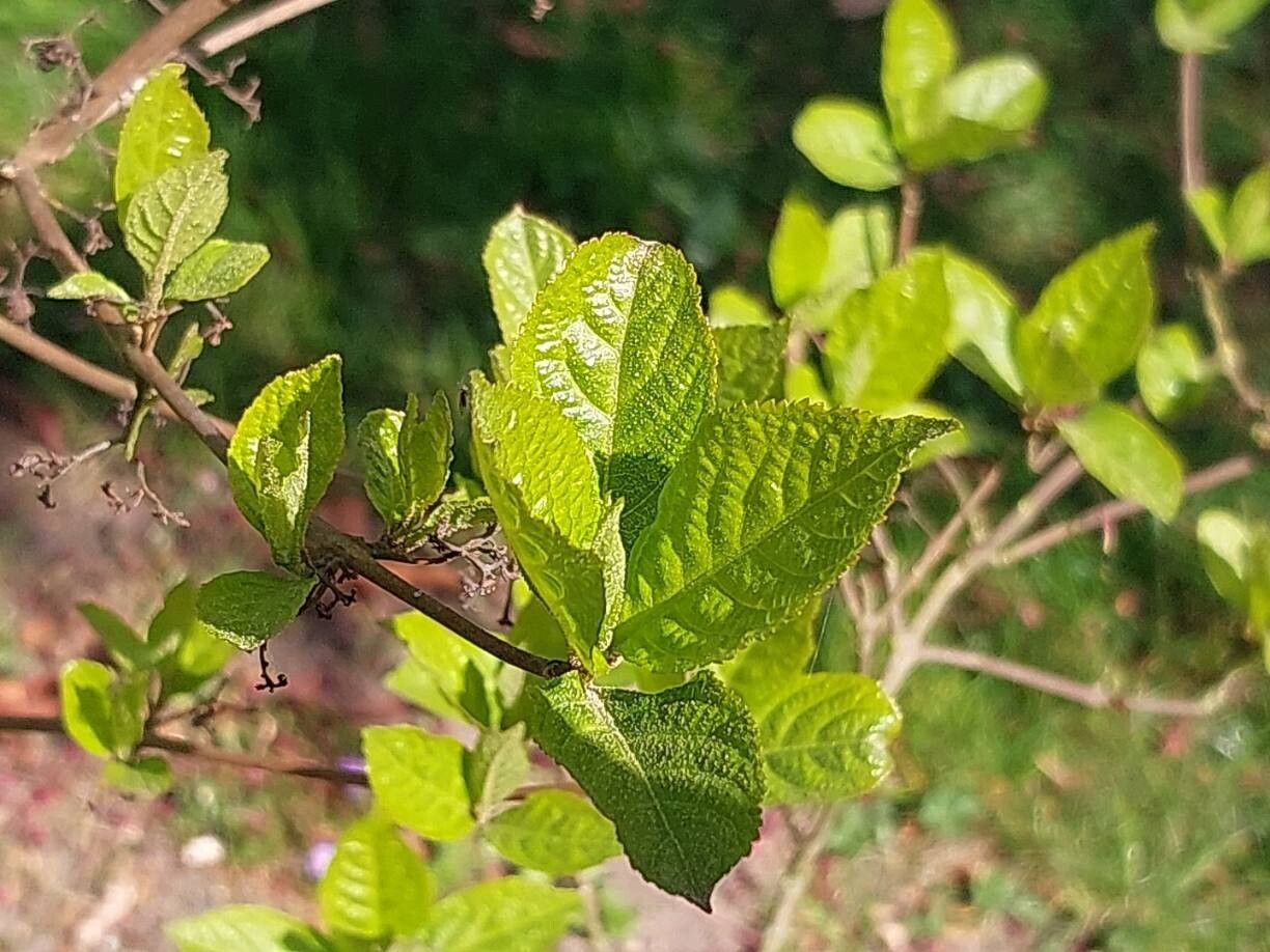 Callicarpa membranacea — search result for 'Callicarpa'