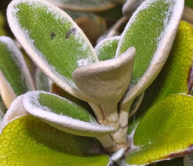 Brachyglottis bidwillii leaf