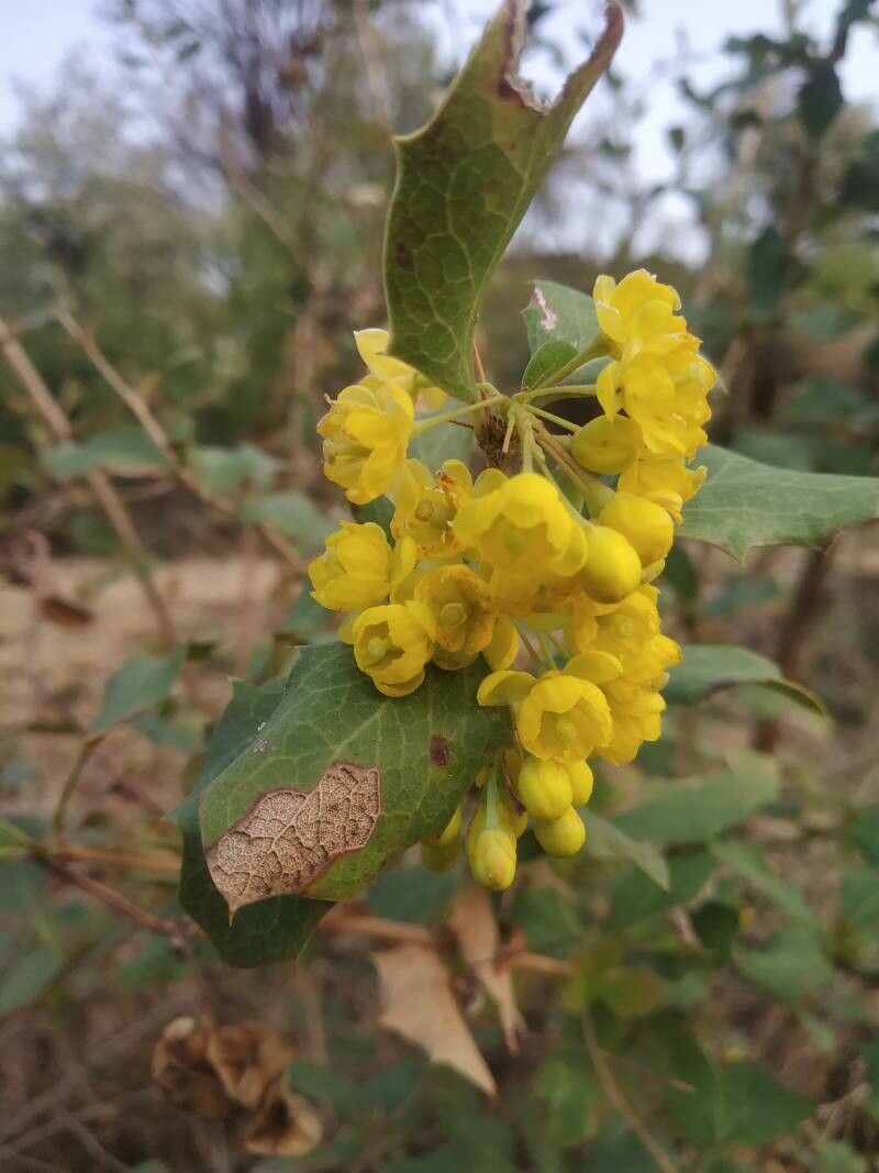 Berberis glaucocarpa — search result for 'Berberis'