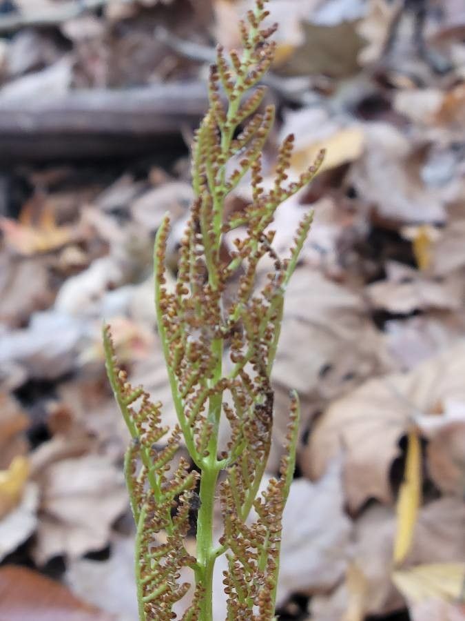 Botrychium dissectum flower
