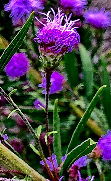 Liatris ligulistylis — search result for 'Liatris'