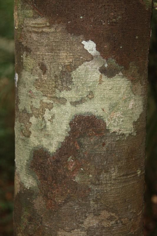 Brosimum rubescens bark