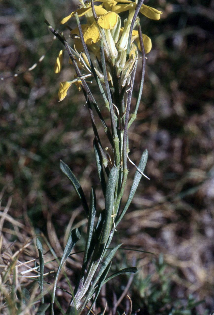 Erysimum ochroleucum leaf