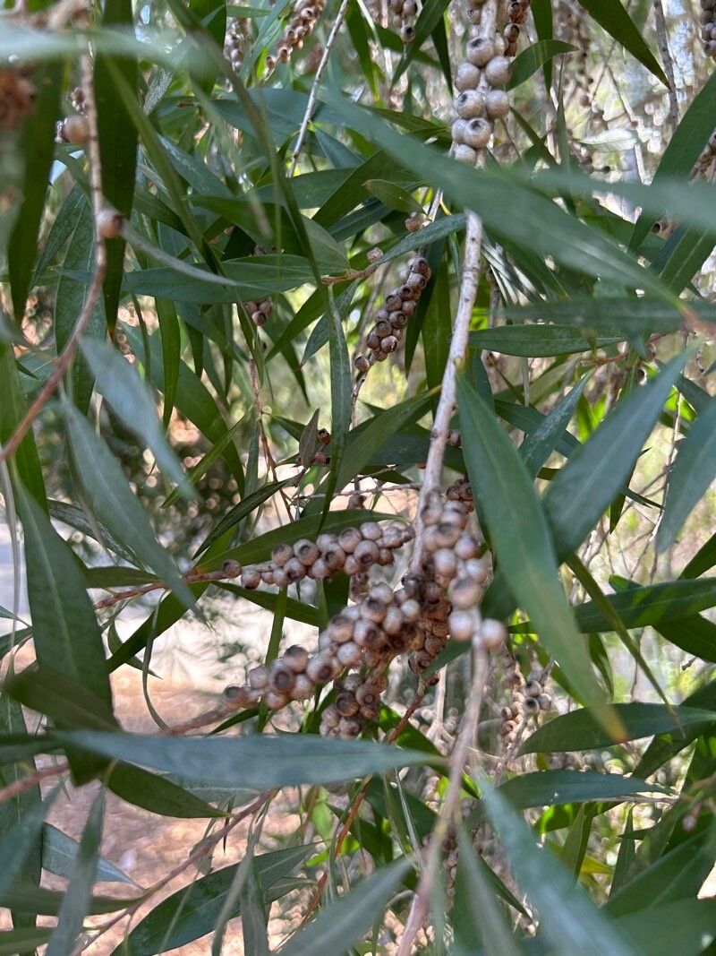 Melaleuca saligna fruit
