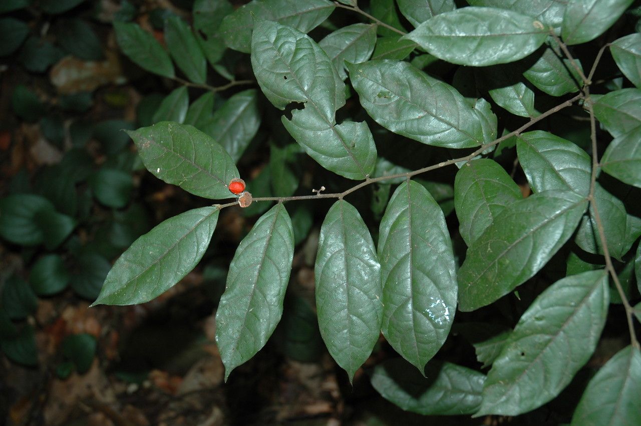 Dichapetalum gelonioides — houseplant care guide