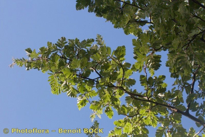 Sorbus legrei other