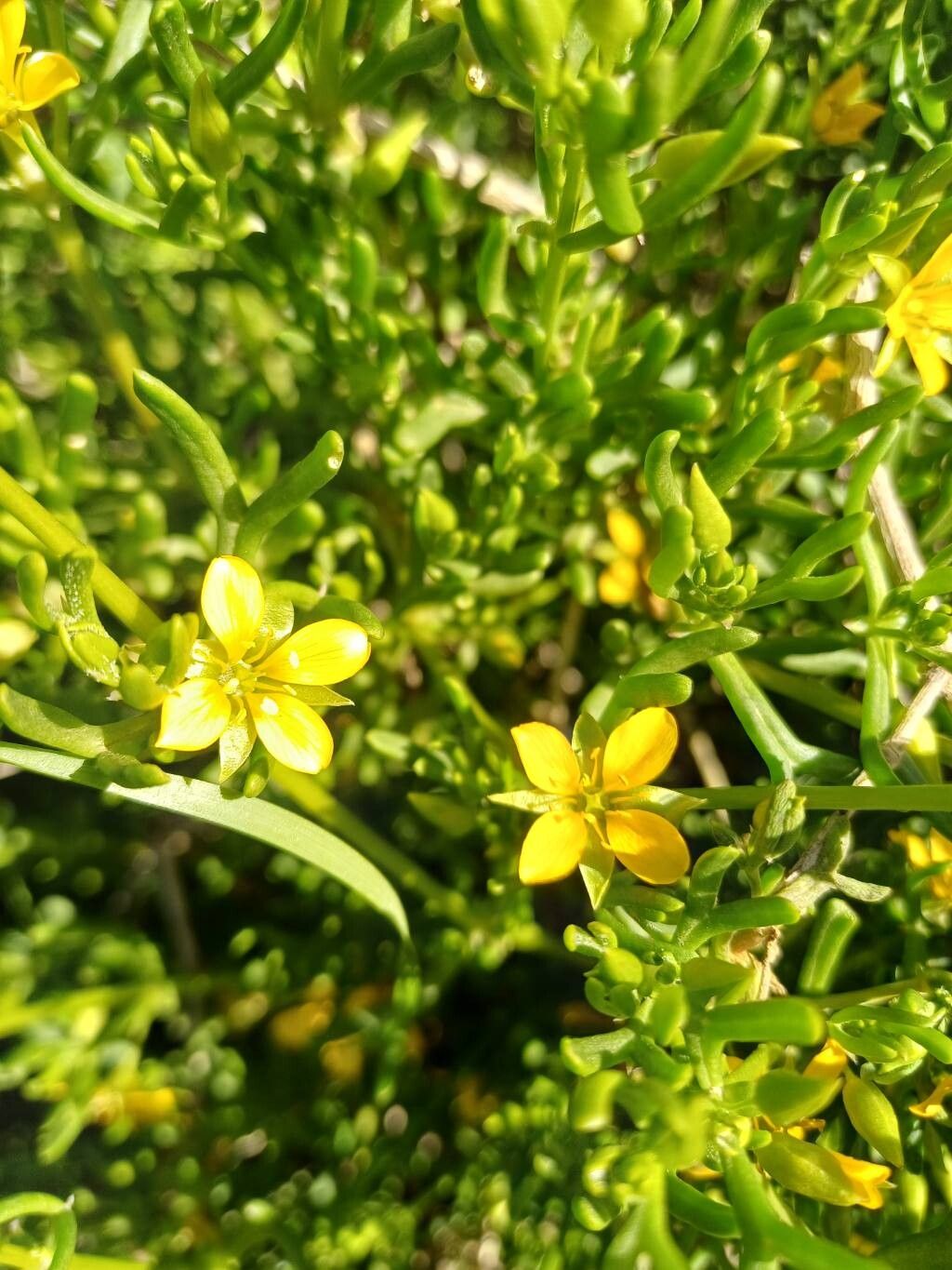Roepera aurantiaca flower