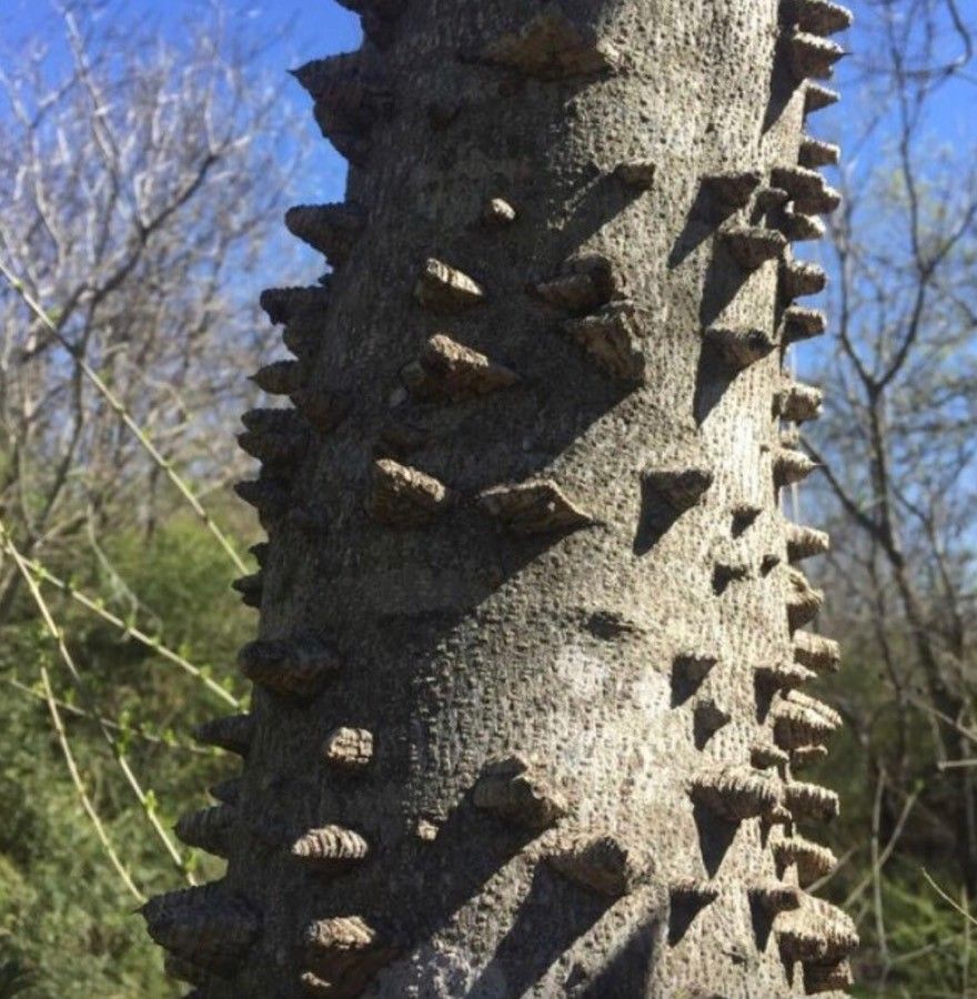 Zanthoxylum martinicense bark