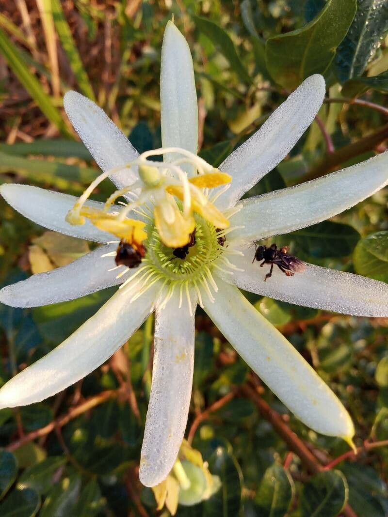 Passiflora morifolia flower