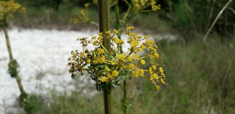 Ferulago galbanifera — search result for 'Ferula'