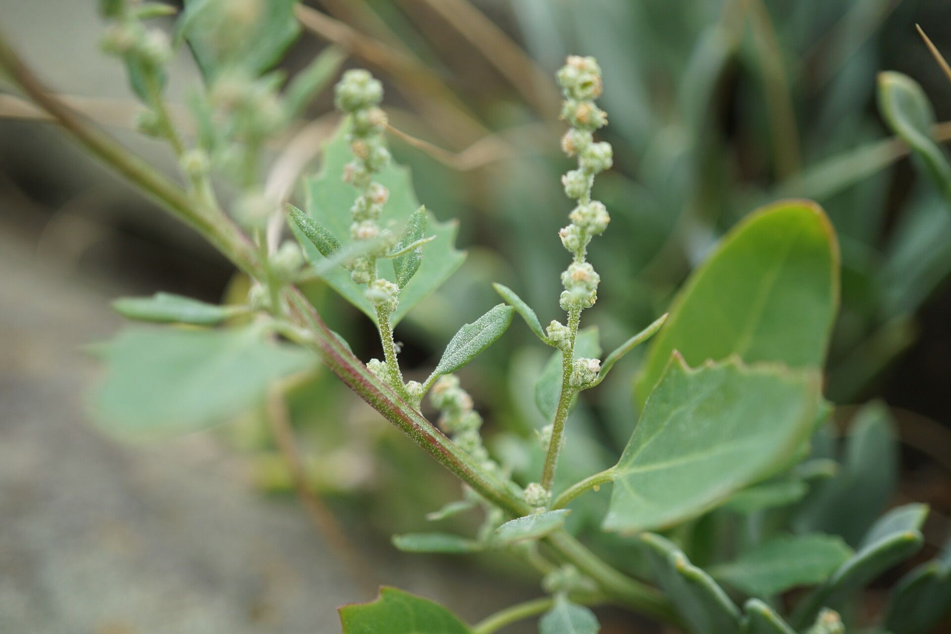 Chenopodium opulifolium flower