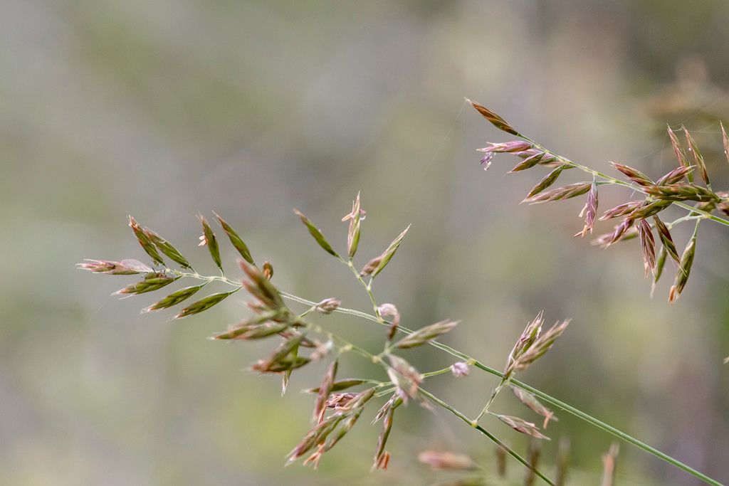 Festuca christianii-bernardii — houseplant care guide