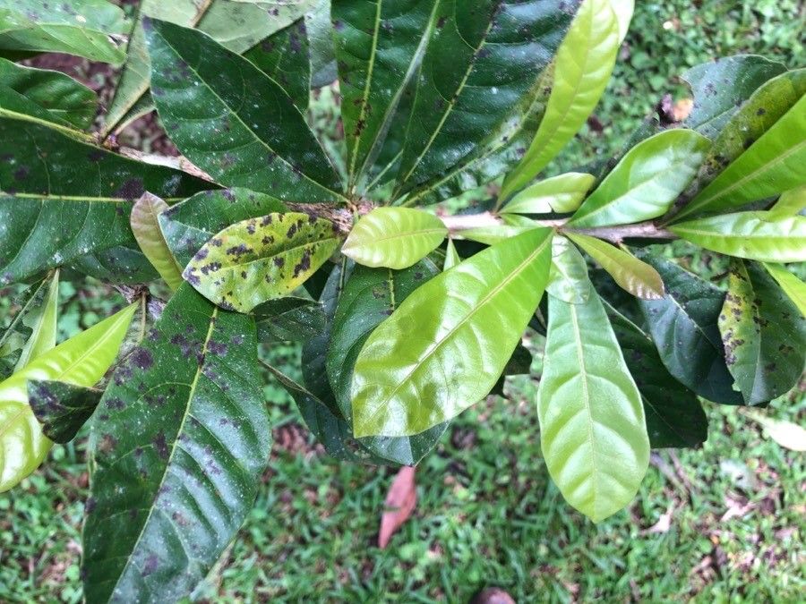 Crescentia cujete leaf