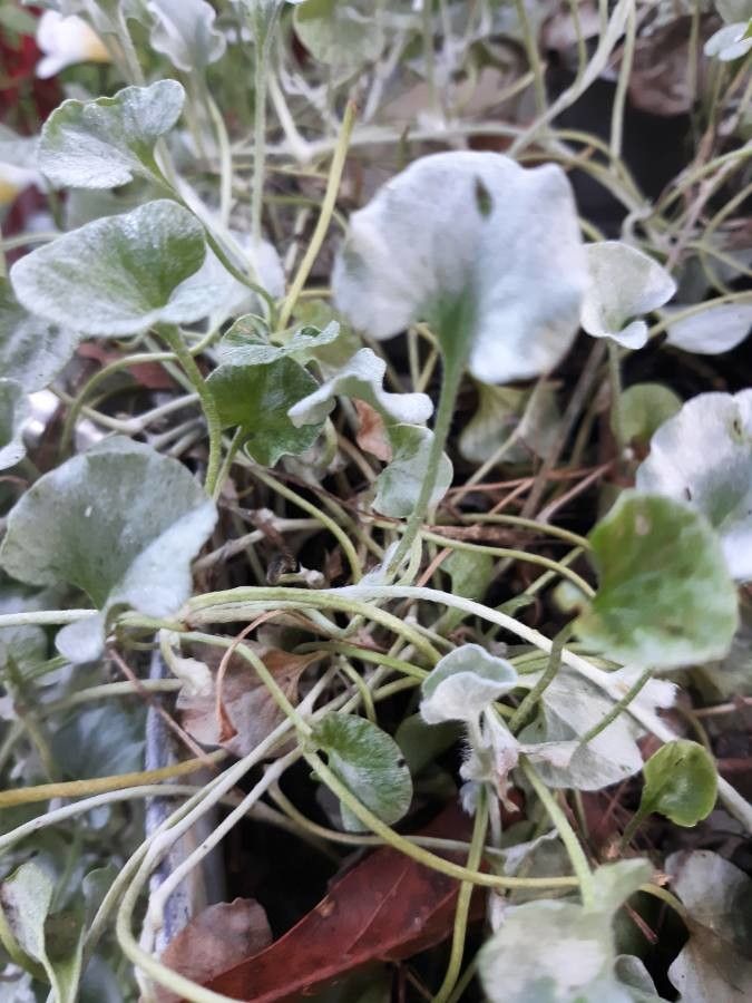 Dichondra argentea bark