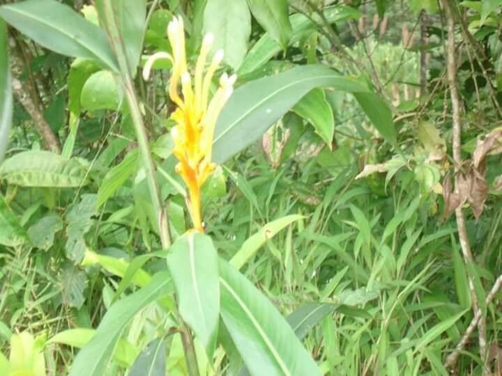 Heliconia longiflora flower