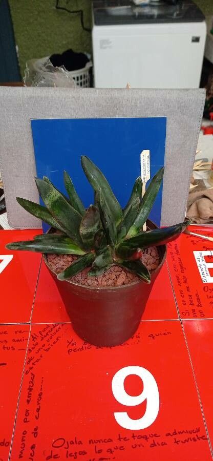 Gasteria nigricans — houseplant care guide