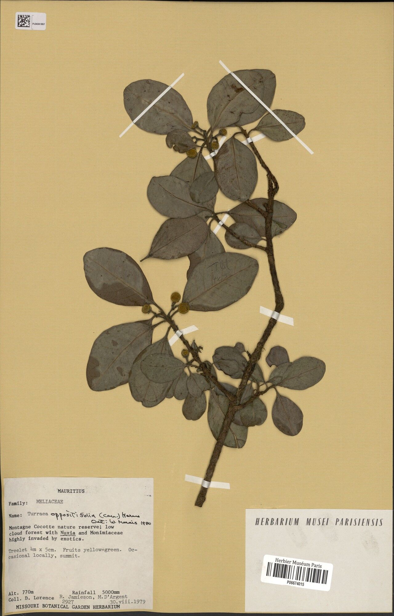 Turraea oppositifolia — houseplant care guide