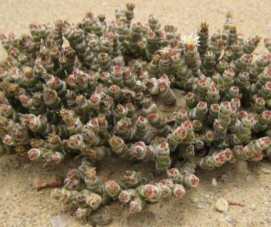Mesembryanthemum marlothii habit