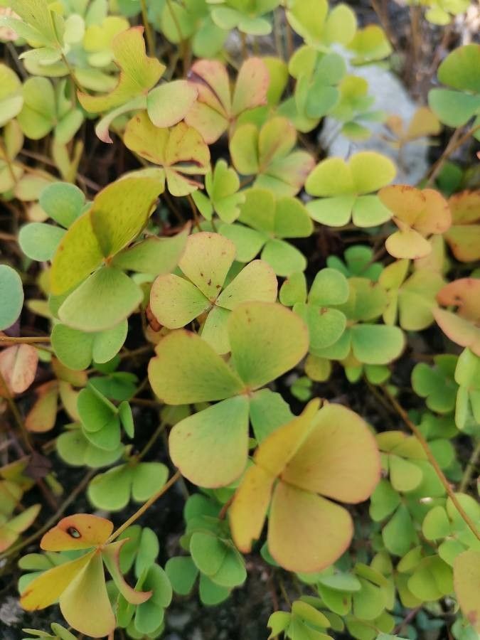 Marsilea quadrifolia leaf