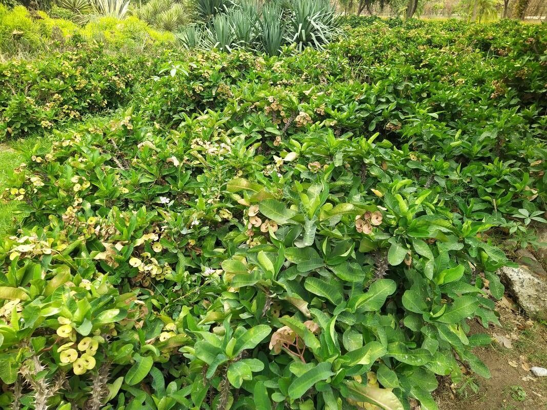 Voacanga thouarsii — houseplant care guide