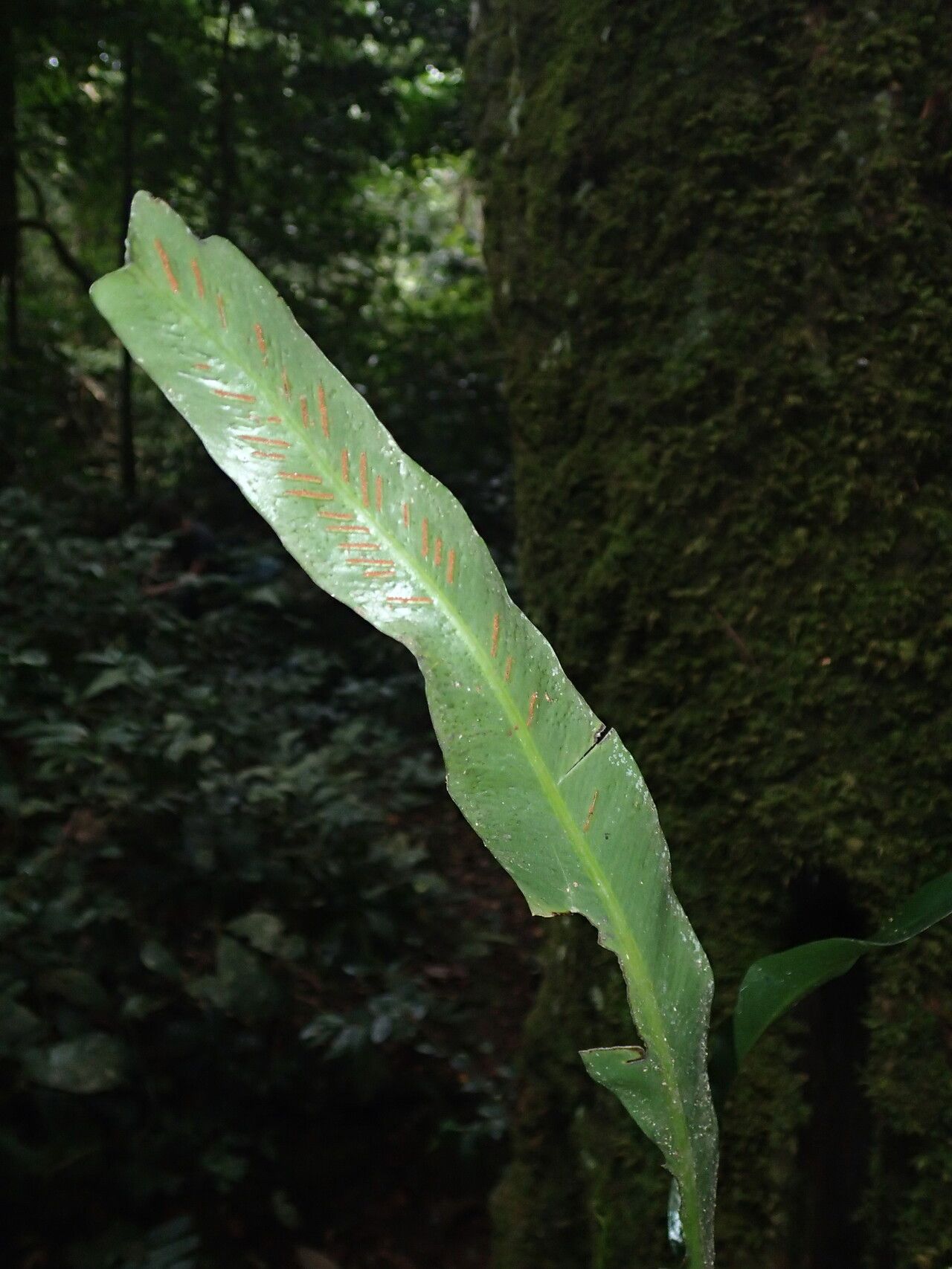 Asplenium subintegrum — houseplant care guide