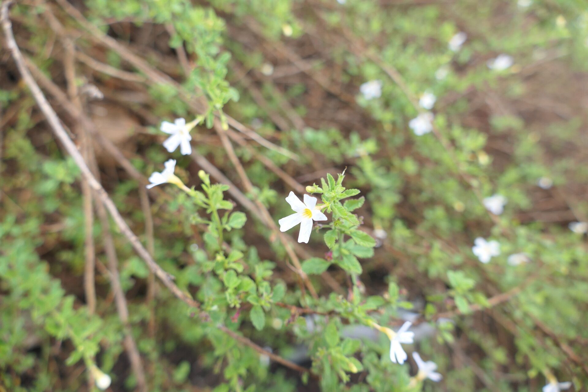 Jamesbrittenia tysonii flower