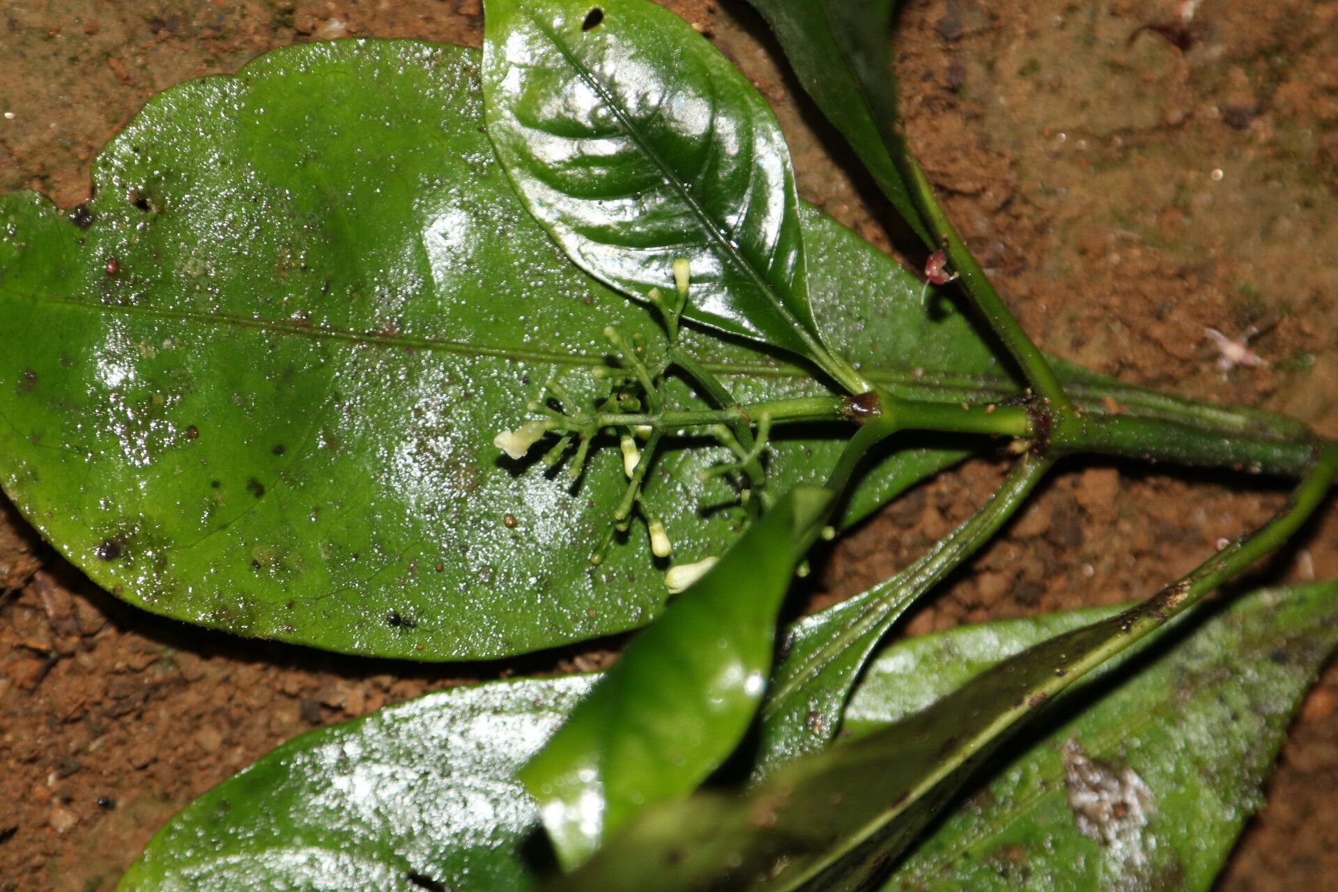 Psychotria champluvierae flower