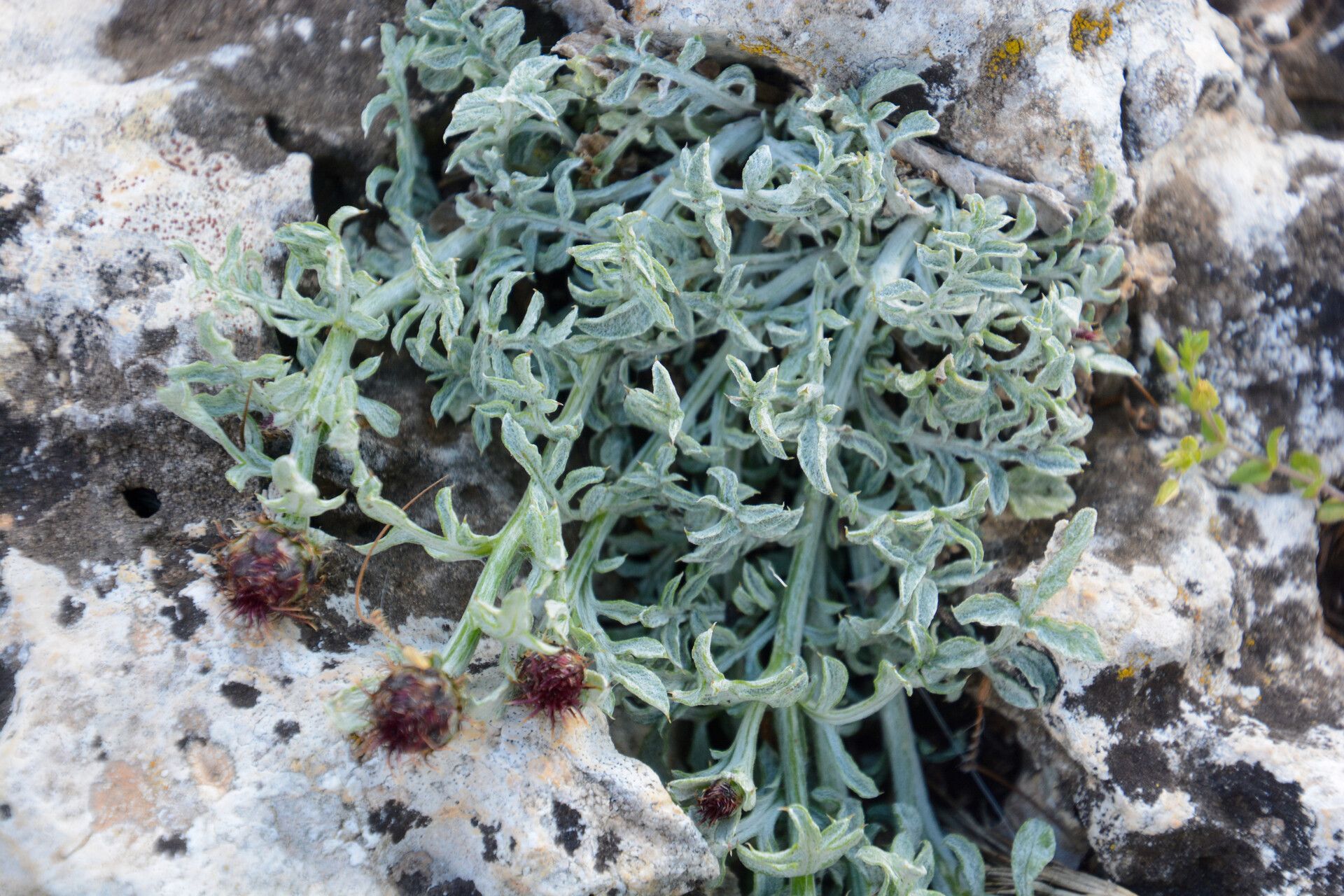 Centaurea granatensis — houseplant care guide