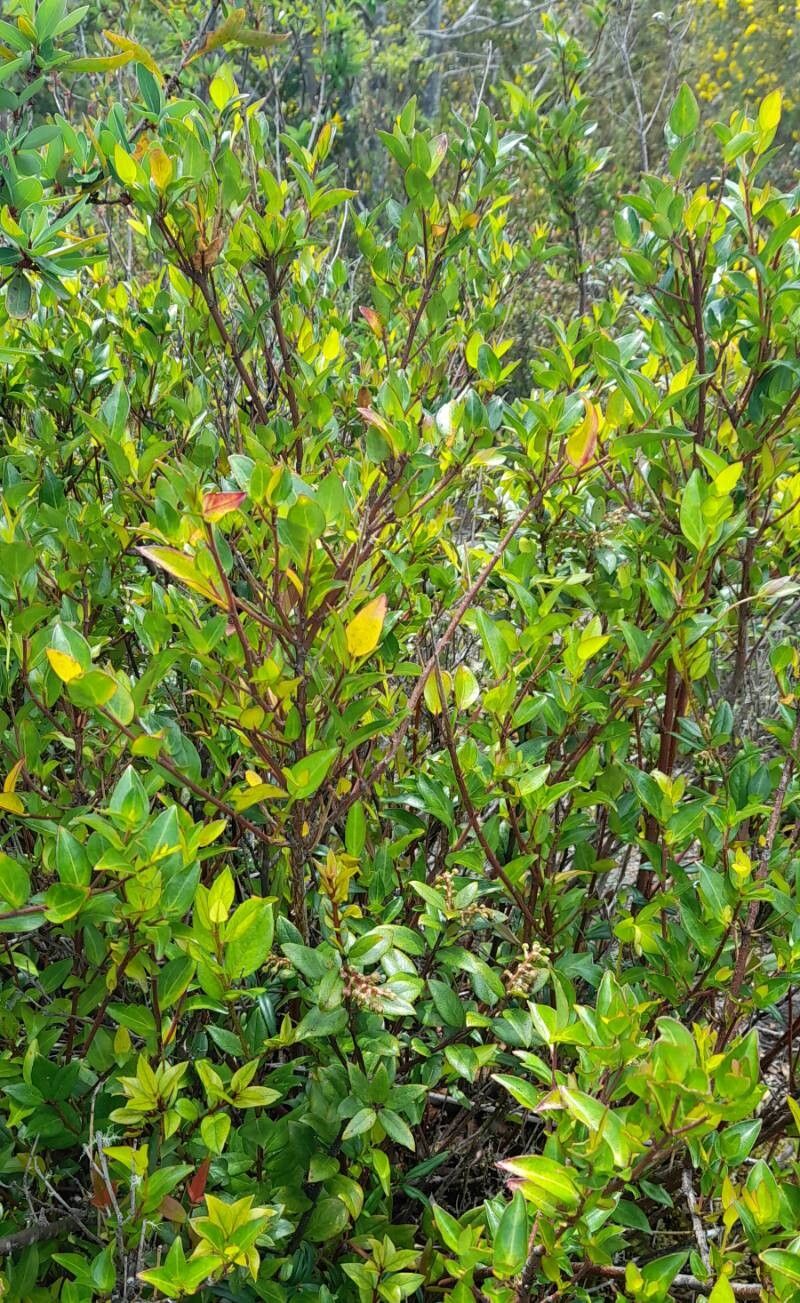 Gaultheria insana habit