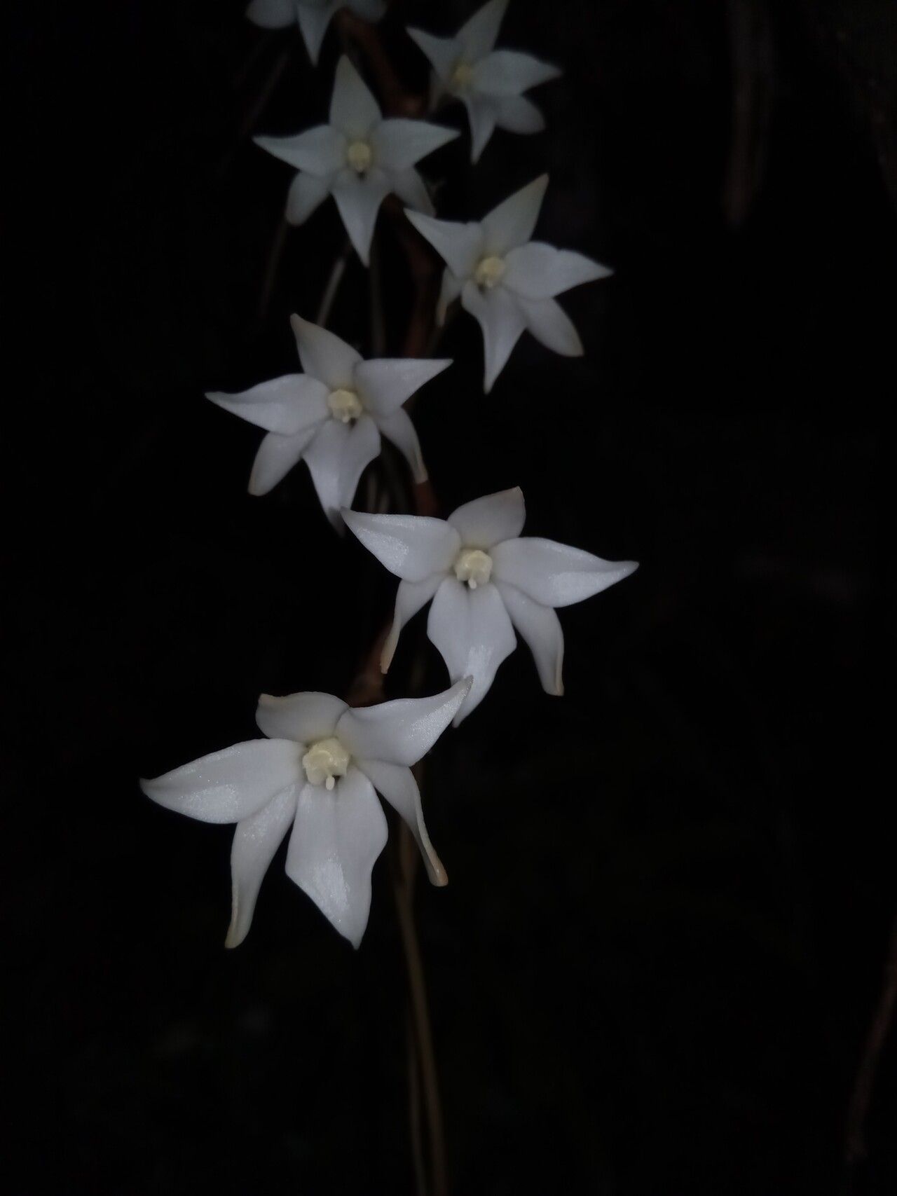 Aerangis modesta — search result for 'Aerangis'