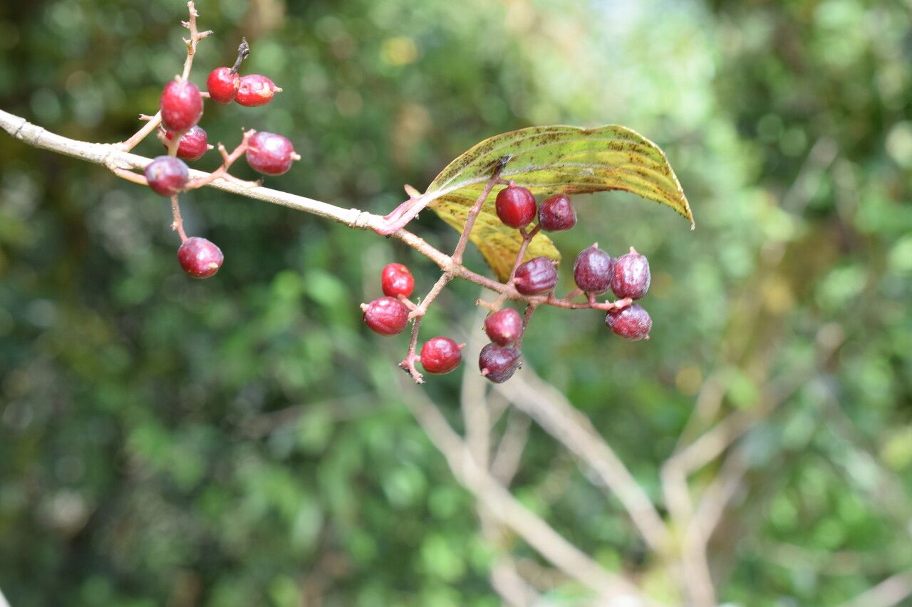 Viburnum nervosum habit