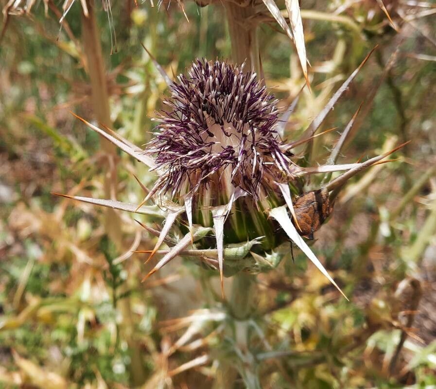 Silybum eburneum flower