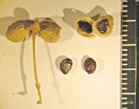 Sarcomelicope glauca other