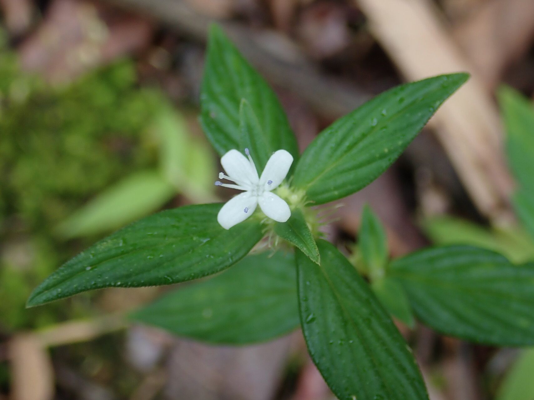 Spermacoce princeae flower