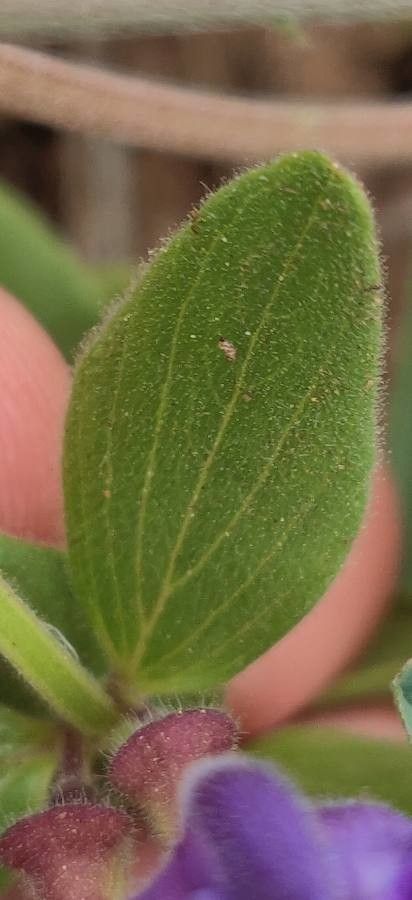 Scutellaria tuberosa — houseplant care guide