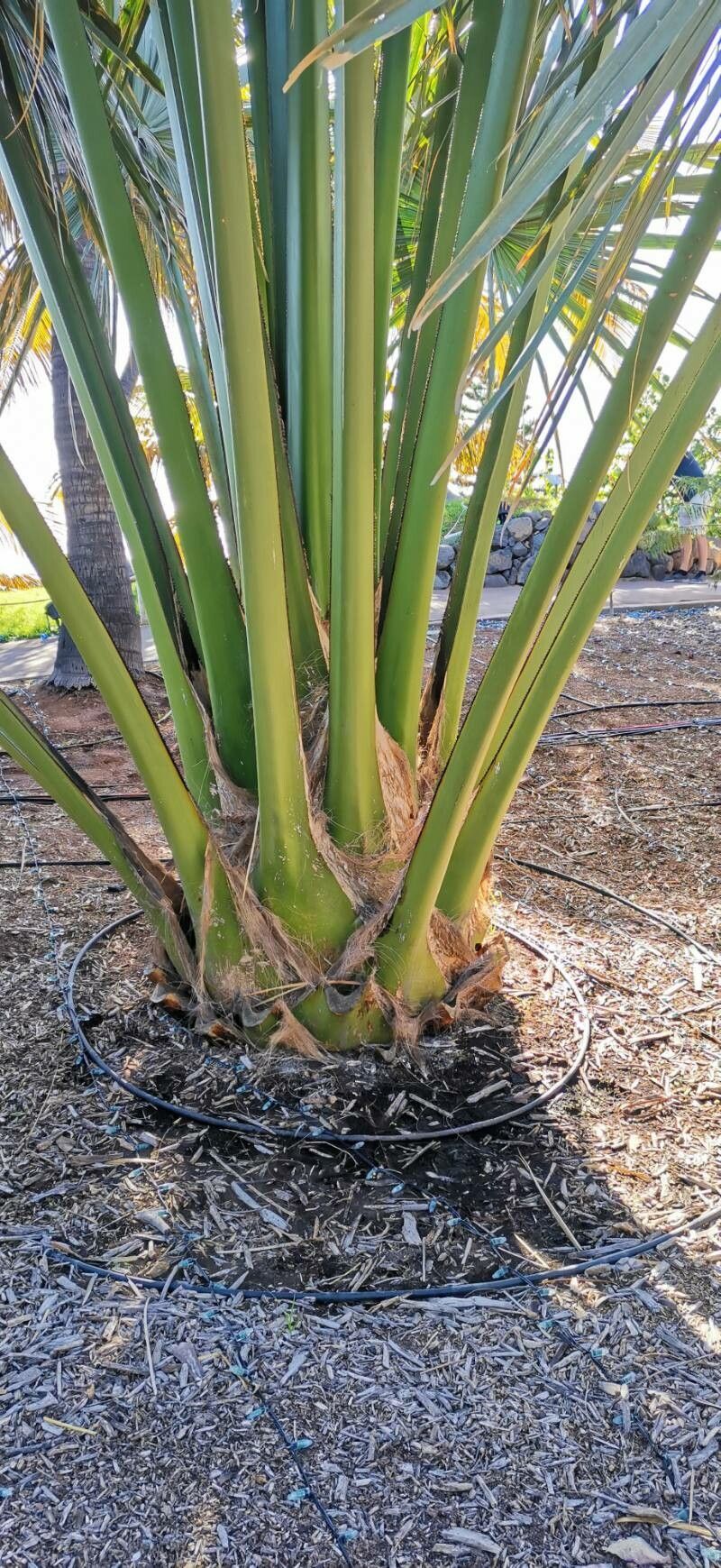 Corypha lecomtei bark
