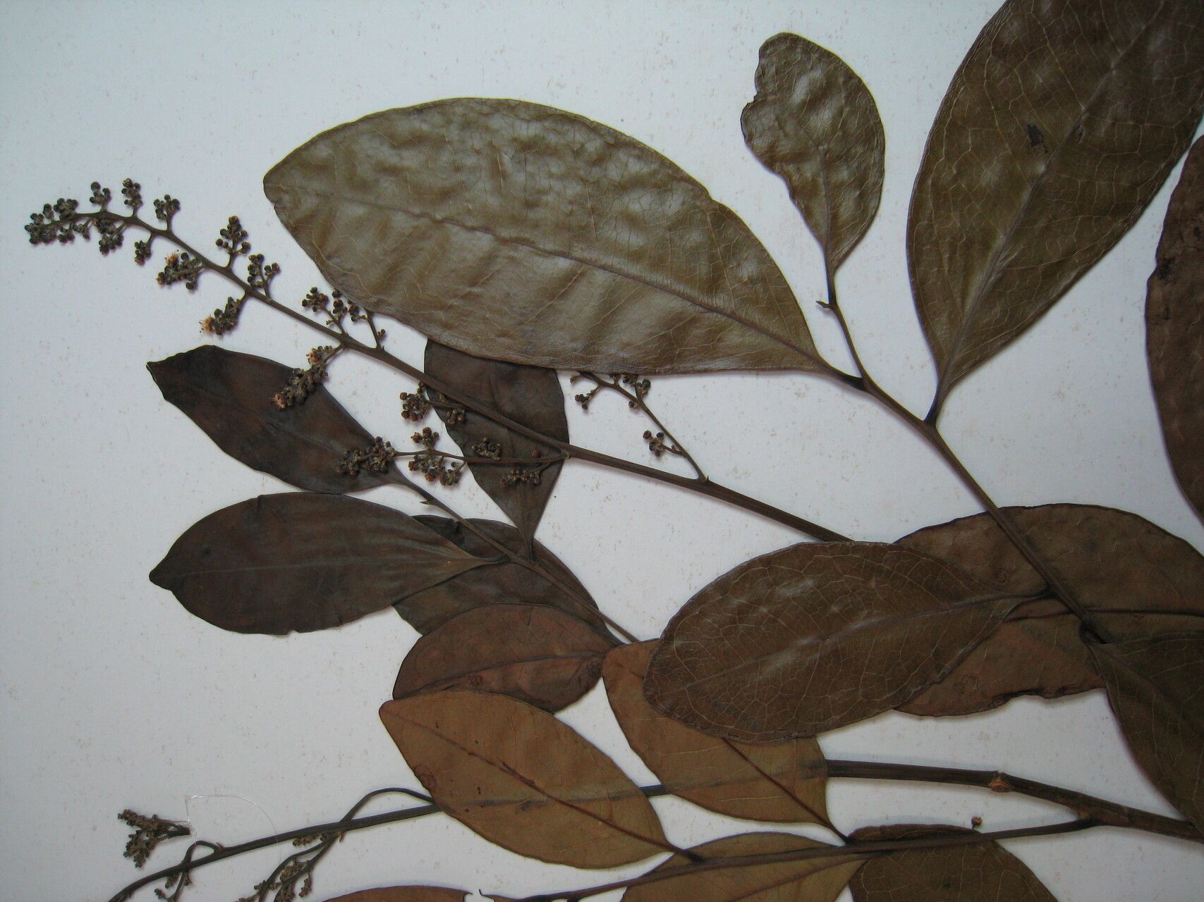 Matayba laevigata other